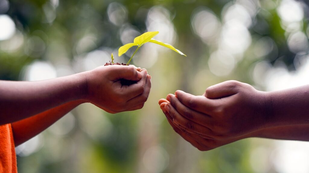 hands, soil, plant-5618238.jpg